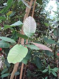 Image result for Magnolia delavayi