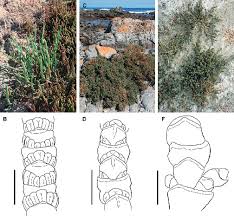 Image result for Sarcocornia natalensis