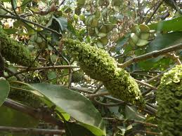 Image result for Marsdenia abyssinica