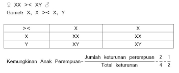 Hukum mendel i (hukum segregasi bebas). Pembahasan Soal Biologi Sma Kelas 12 Bab Hereditas Pola Pewarisan Sifat Soal B Myrightspot Com