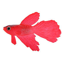 Elive betta fish bowl & planter set up tank kit white.75 gallon led light timer. Aquarium Fish Bowl Plastic Swimming Gold Fish Betta Fish Funny Artificial Silicone Small Fish Lifelike Fake Fish Fish Tank Decoration Ornaments Red Betta Fish Buy Online In Cayman Islands At Cayman Desertcart Com Productid