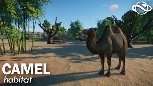 Deserts in central asia (bactrian) and north africa and the middle east (dromedary) population: Camel Habitat Planet Zoo Speed Build Youtube