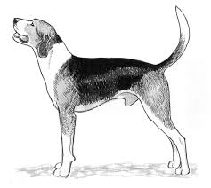 We did not find results for: Breed Standards Treeing Walker Coonhound United Kennel Club Ukc
