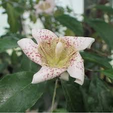 Image result for Rothmannia urcelliformis