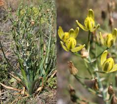 Image result for Albuca setosa