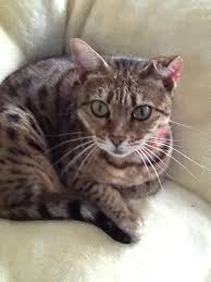 Miss Eatey Gourmet With Her Now Broken Ear She S Still A Cutie Cats Animals Cutie