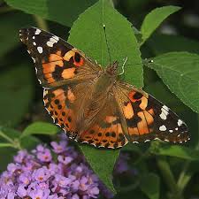 In the summer months, they can be found in the southern parts of canada and northern u.s. Side By Side Butterfly Comparison