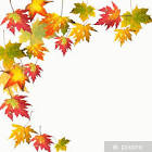 Naklejka Kolory jesieni: kolorowe liście klonu - PIXERS.PL