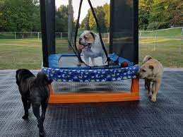 Pin On Dog Area
