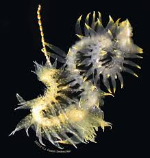 Image result for Acritochaete volkensii