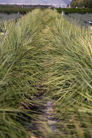 Image result for Periploca linearifolia