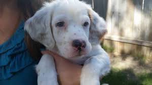 See puppy pictures, health information and reviews. Papered English Setter Puppies For Sale In Caldwell Idaho Classified Americanlisted Com