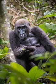 Image result for Hua gabonii