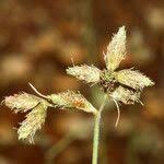 Image result for Fuirena pubescens