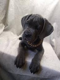 Also we can schedule any time for you to come see them! Lab Puppies For Sale In Ohio Puppies For Sale Near Me Facebook