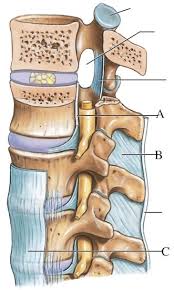 Anatomy Questions Exam 2 Diagram Quizlet