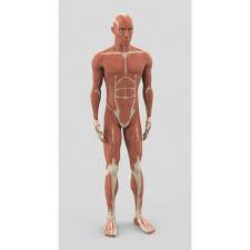 Learn more about how muscles work, what they look like, and how they're treated. Artstation Male Muscle Anatomy And Animation Lindsey Wekenman