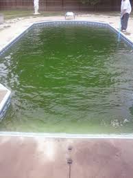 A phosphate remover (such as phosfree) must be used to eliminate phosphates. How To Get Rid Of Algae In Pool Without Chemicals Naturally Hubpages