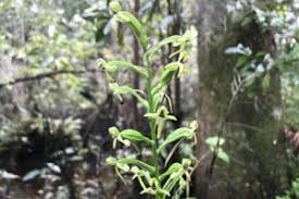 Image result for Habenaria lewallei