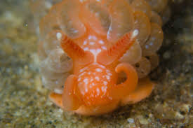 Image result for Alinula sp.