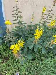 Image result for Crotalaria spinosa