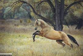 Caterpiii Horses Horse Breeds Rare Horses