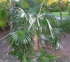Image result for Coccothrinax