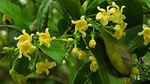 Image result for Tabernaemontana