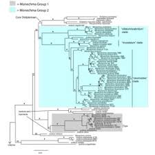 Image result for Pogonospermum attenuifolium