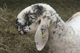 Image result for lamon.