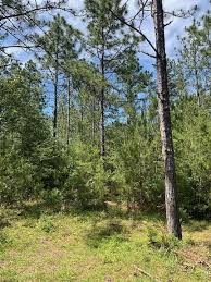 Big Creek Rd, Lumberton, MS 39455