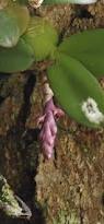 Image result for Bulbophyllum intertextum