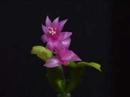 Image result for Aerangis appendiculata
