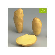 Élément terre bio, des pommes 100% bio, 100% de saison, 100% françaises ! Nos Plants De Pommes De Terre Bio Bf 15 La Bonne Graine