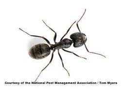 Not many, but i have killed about 6 of them today. Carpenter Ants How To Get Rid Of Black Carpenter Ants