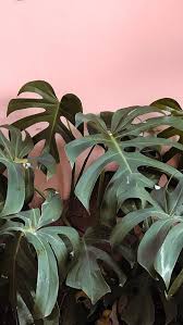 Pin By Anne Lise Dussel On Wallpapers Plants Plants Quotes Plant Wallpaper