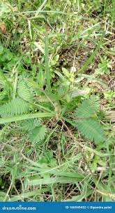 Don& X27;t Touch Me Plant of Canada Stock Photo