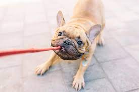 Here S Why You May Be Walking Your Dog All Wrong