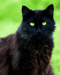 Black Baby Kittens With Green Eyes Black Cat With Green Eyes Fluffy Black Cat Cats Pretty Cats