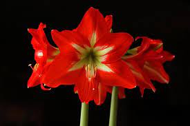 Amaryllis Flower How Long Do Amaryllis Flowers Last Seriously Flowers