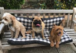 If you are looking for pet insurance australia portal, simply check out our links below Dog Boarding Pet Sitting Walking By Trusted Carers