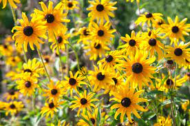 The flowers of them are really charming! 12 Best Perennials For Full Sun