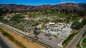 San diego save a palm. Moon Valley Nurseries Opens Palm Paradise In San Diego