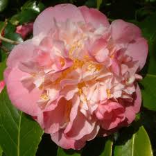 Camellia Mrs Lyman Clarke Camellia Japonica Plants