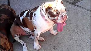 Sky is a chocolate merle. Alapaha Blue Blood Bulldog Breed Info Pics Facts Traits Doggie Designer