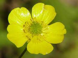 File Ranunculus Acris1 Jpg Wikipedia The Free Encyclopedia Buttercup Flower Wild Flowers List Of Flowers
