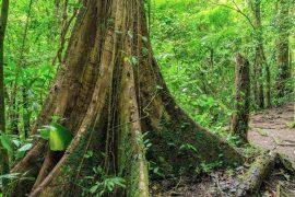 Image result for Tristemma mauritianum