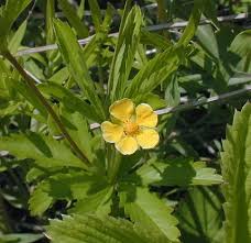 Image result for Potentilla simplex