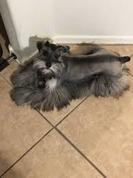 Submitted 15 days ago by heppagee. Miniature Schnauzer Puppies For Sale Nz