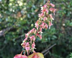 Image result for Erythrophysa